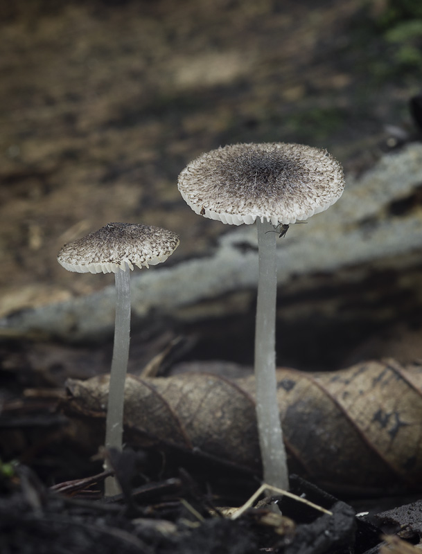 Pluteus hispidulus